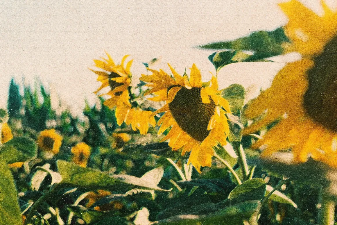 Vintage Postcard Photo Effect