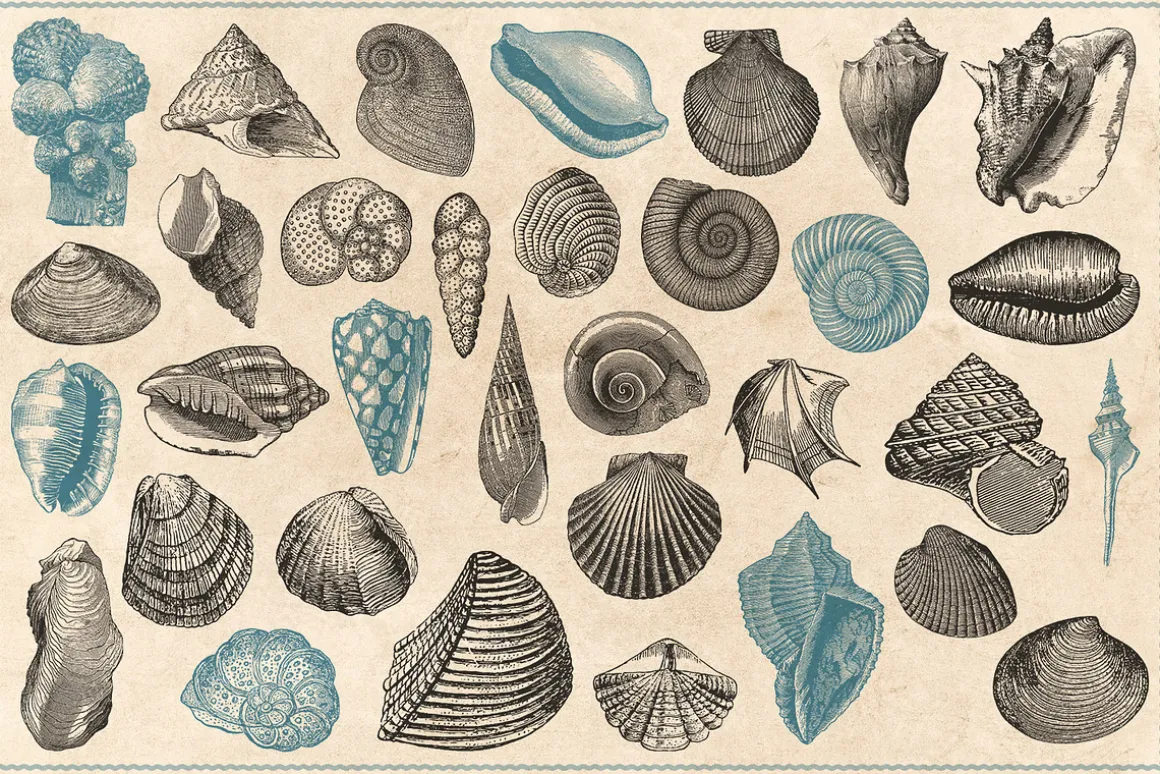154 Vintage Sea Illustrations