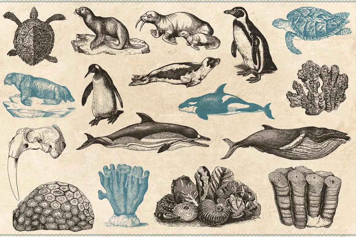 154 Vintage Sea Illustrations