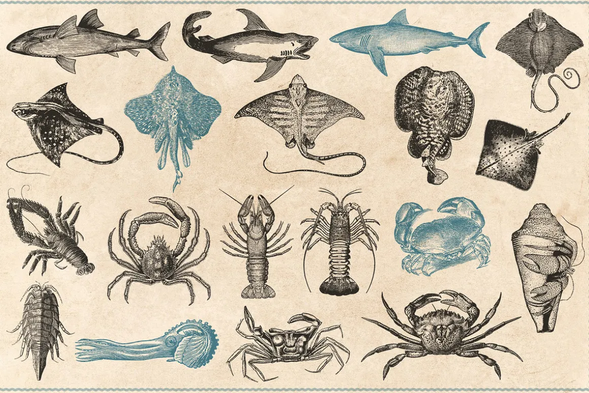 154 Vintage Sea Illustrations