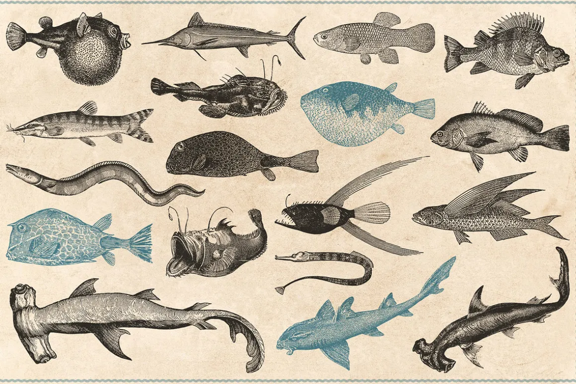 154 Vintage Sea Illustrations