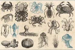 154 Vintage Sea Illustrations