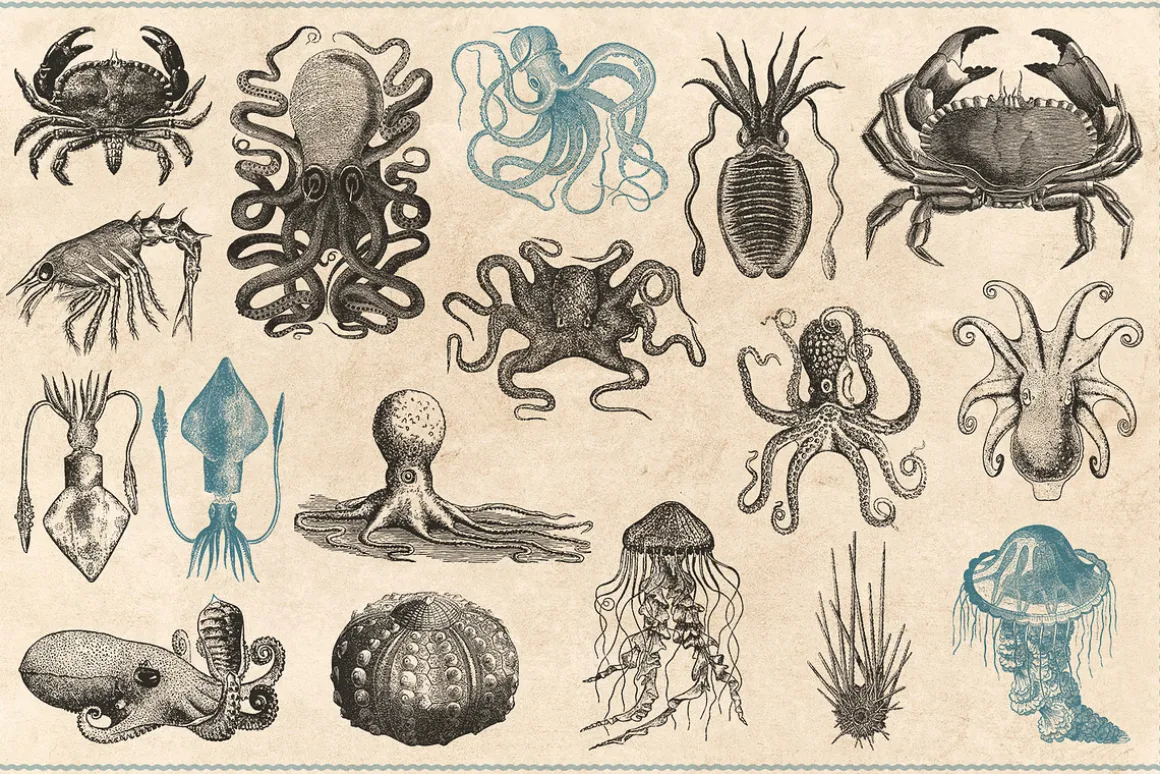 154 Vintage Sea Illustrations