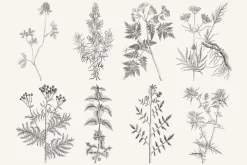 120 Vintage Transparent PNG Herbs