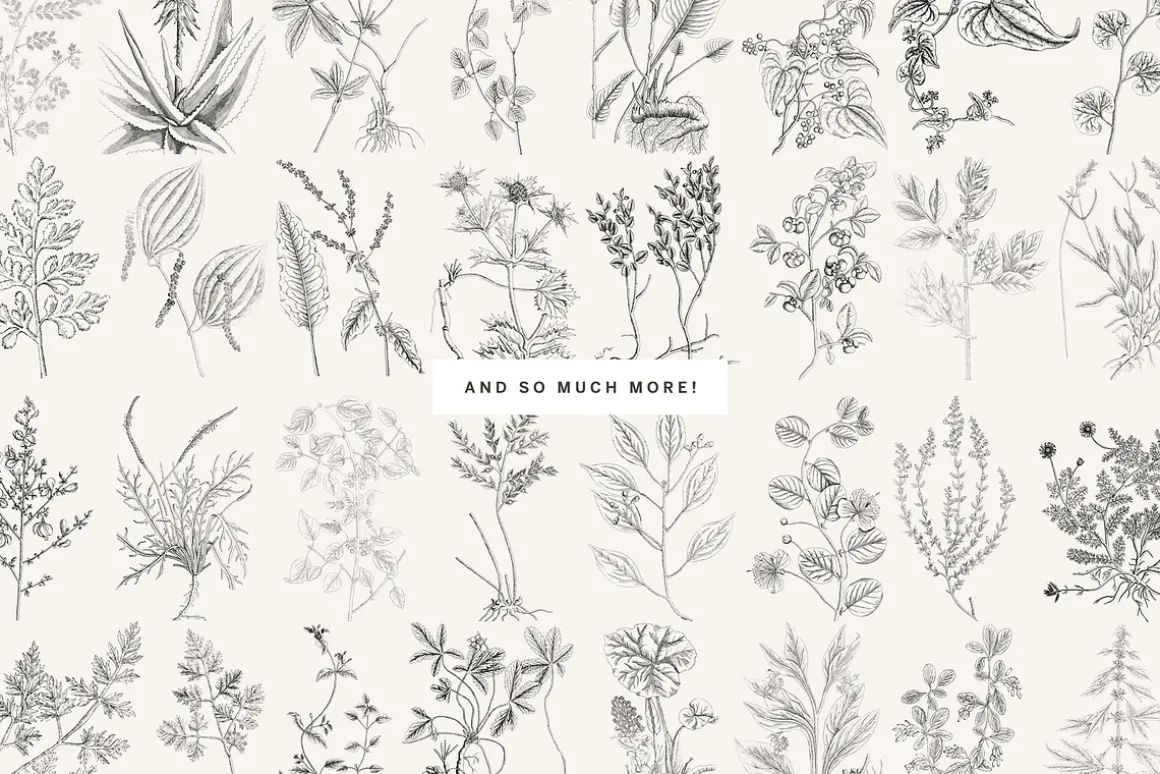 120 Vintage Transparent PNG Herbs