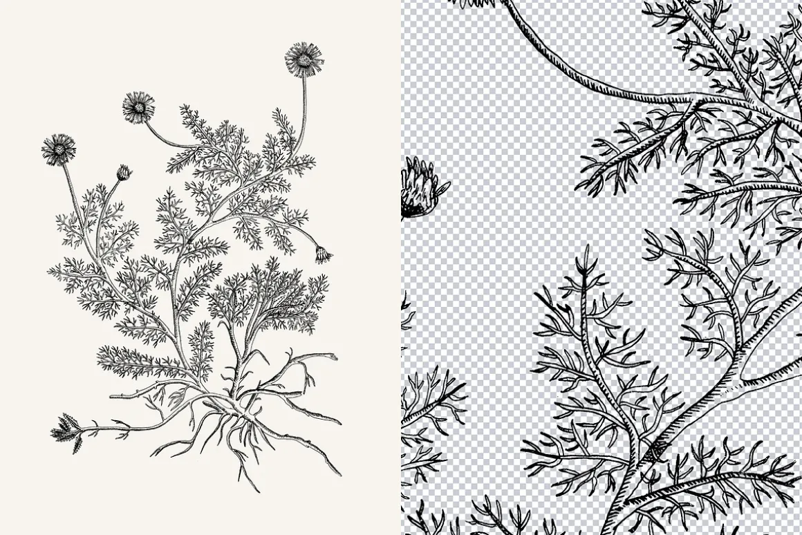 120 Vintage Transparent PNG Herbs