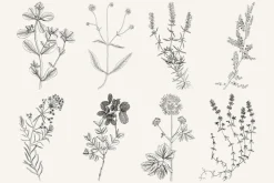 120 Vintage Transparent PNG Herbs