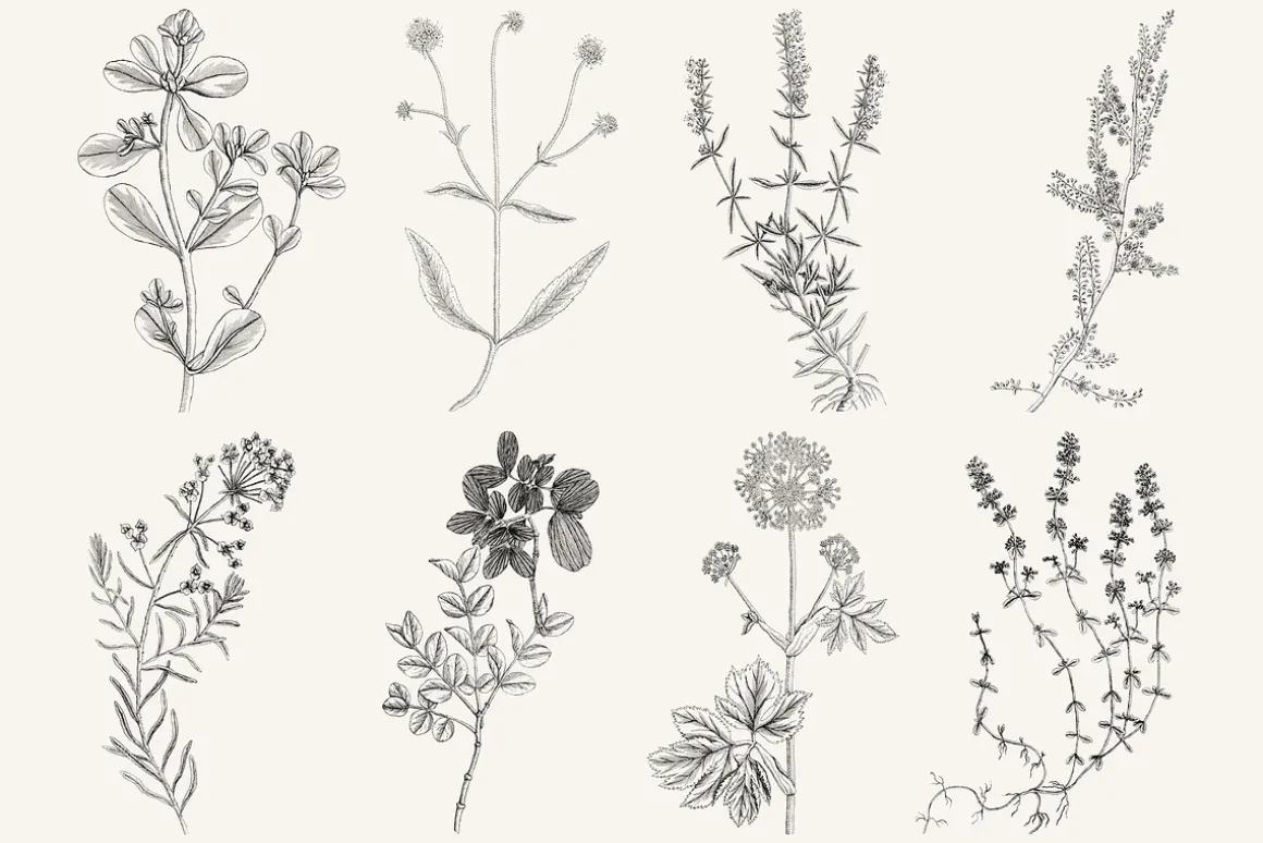 120 Vintage Transparent PNG Herbs