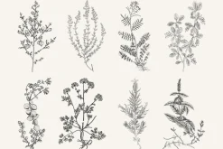 120 Vintage Transparent PNG Herbs