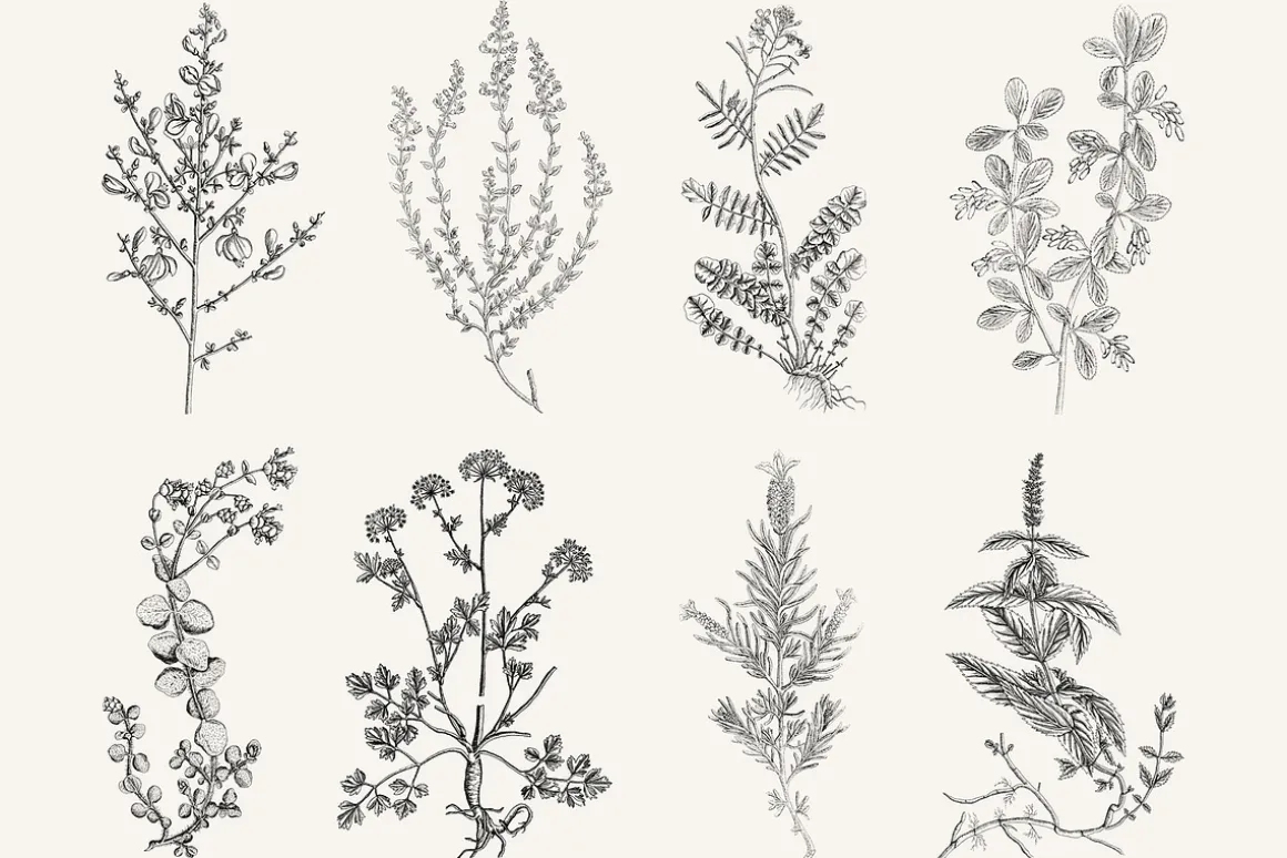 120 Vintage Transparent PNG Herbs