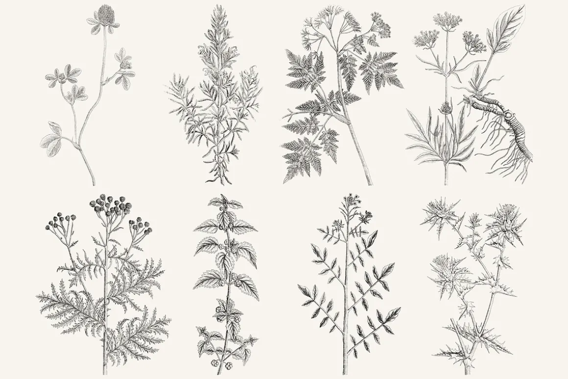 120 Vintage Transparent PNG Herbs