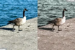 Vintage Warm Lightroom Presets