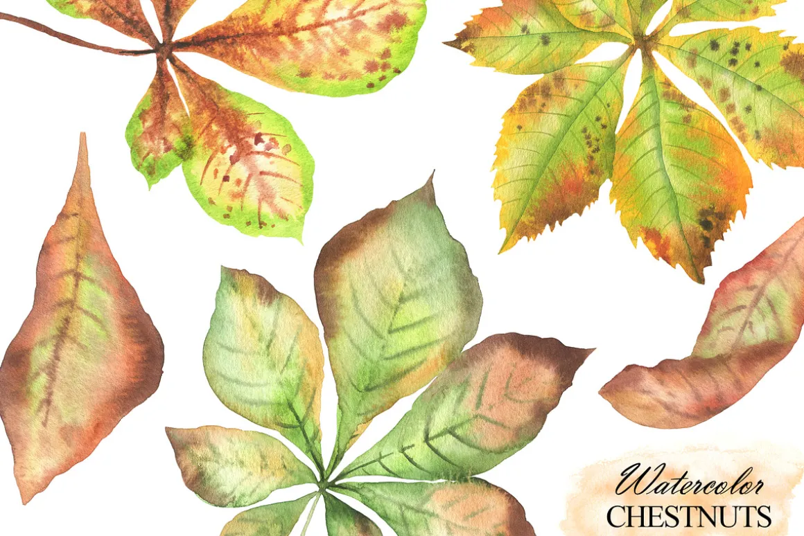 Watercolor autumn chestnuts clipart