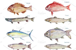 Watercolor Fish Clipart