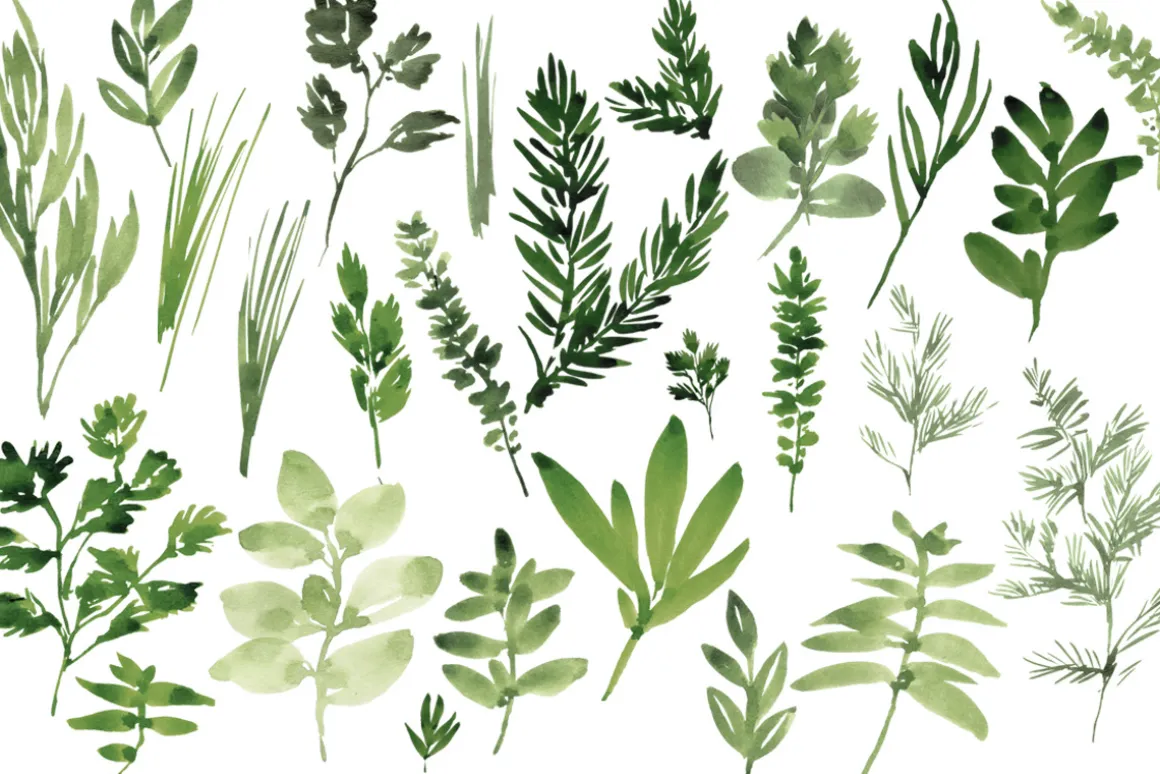 Watercolor Herbs set