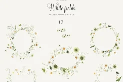 White Fields wildflowers flora