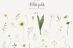 White Fields wildflowers flora
