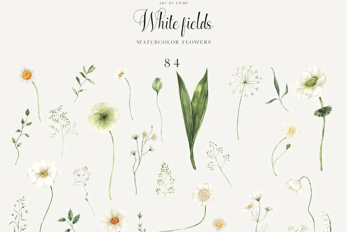 White Fields wildflowers flora