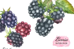 Wild Berry Watercolor Clipart