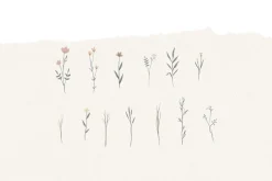 WILDFLOWER ILLUSTRATION / png