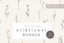 WILDFLOWER ILLUSTRATION / png