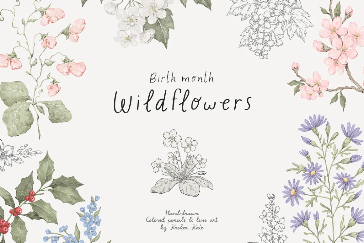 Wildflowers. Hand drawn pencil flora