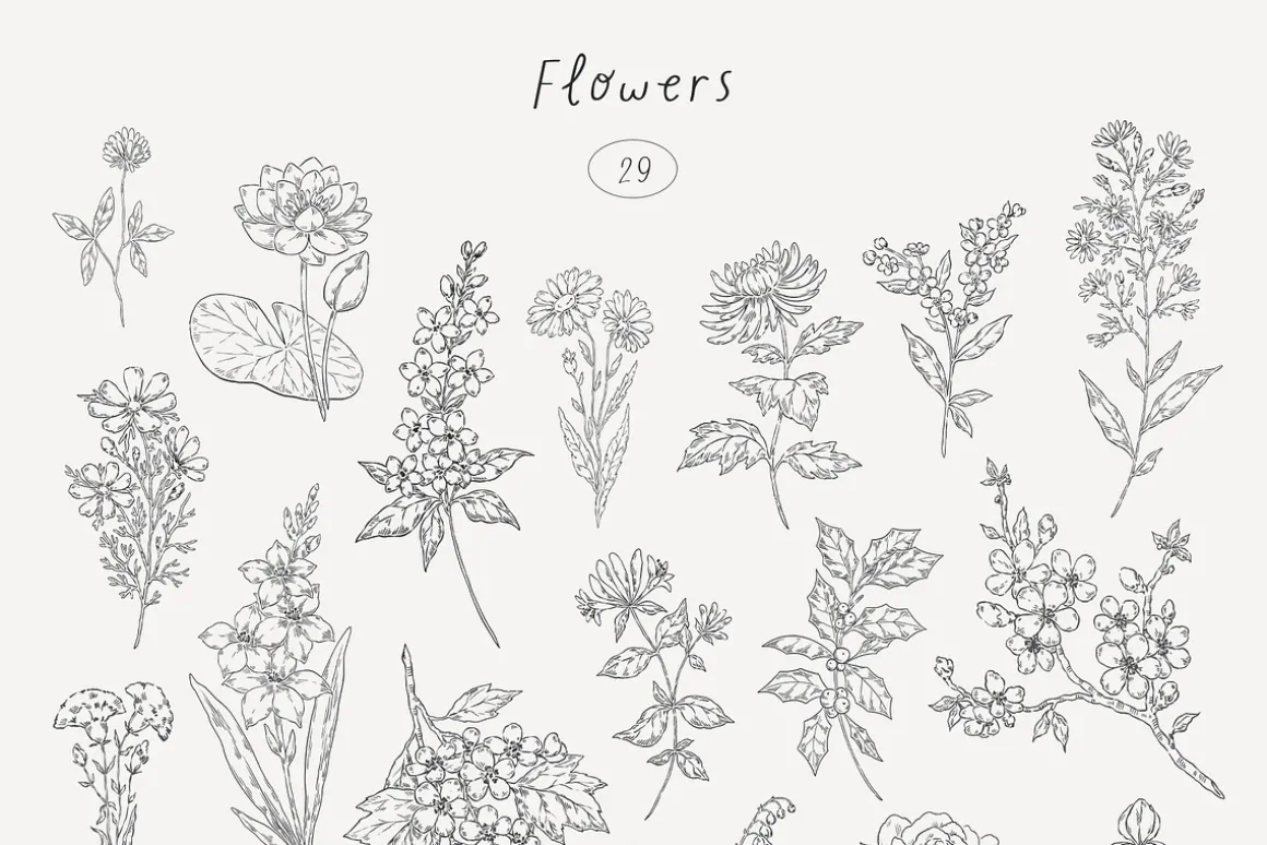 Wildflowers. Hand drawn pencil flora