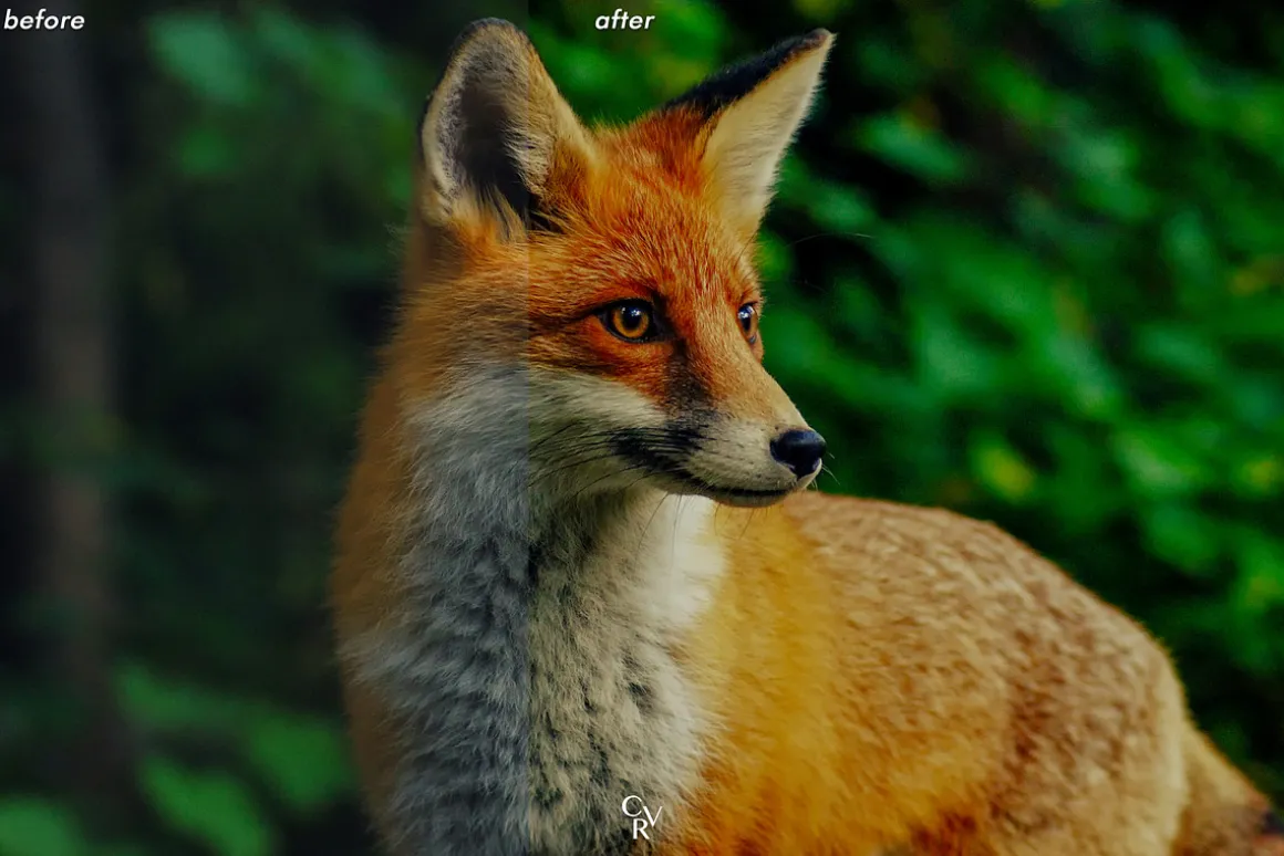 15 Wildlife Lightroom Presets