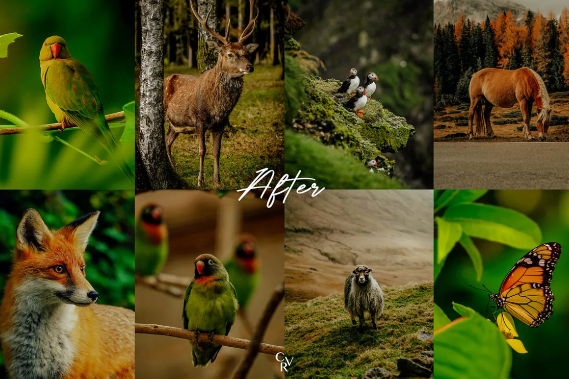 15 Wildlife Lightroom Presets