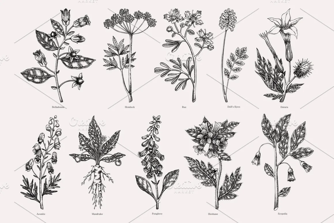 Witchcraft Herbs Vectors & Designs