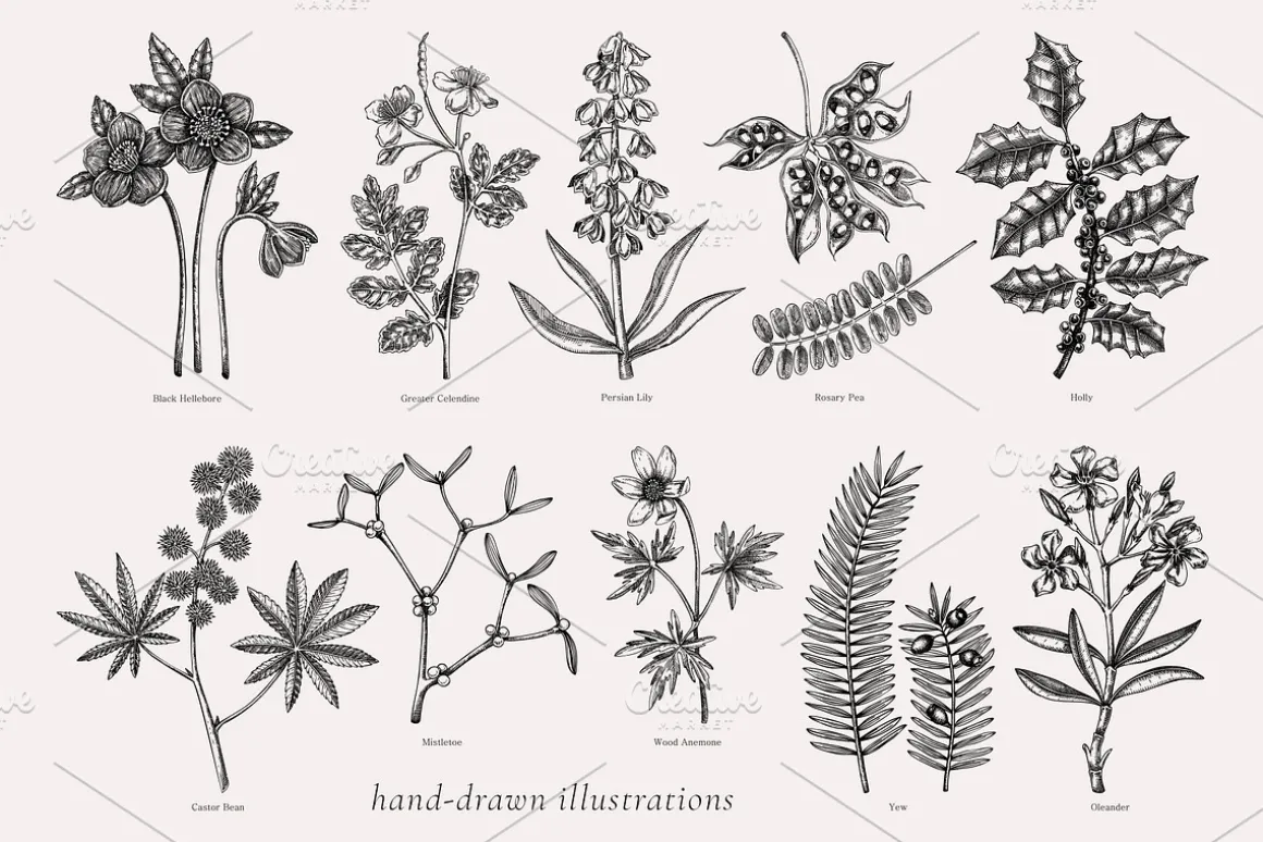 Witchcraft Herbs Vectors & Designs