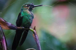 14 x Lightroom Presets, Birds