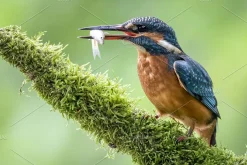 14 x Lightroom Presets, Birds