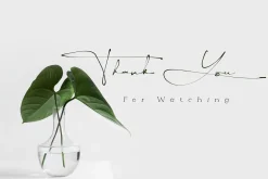 Yellova Signature
